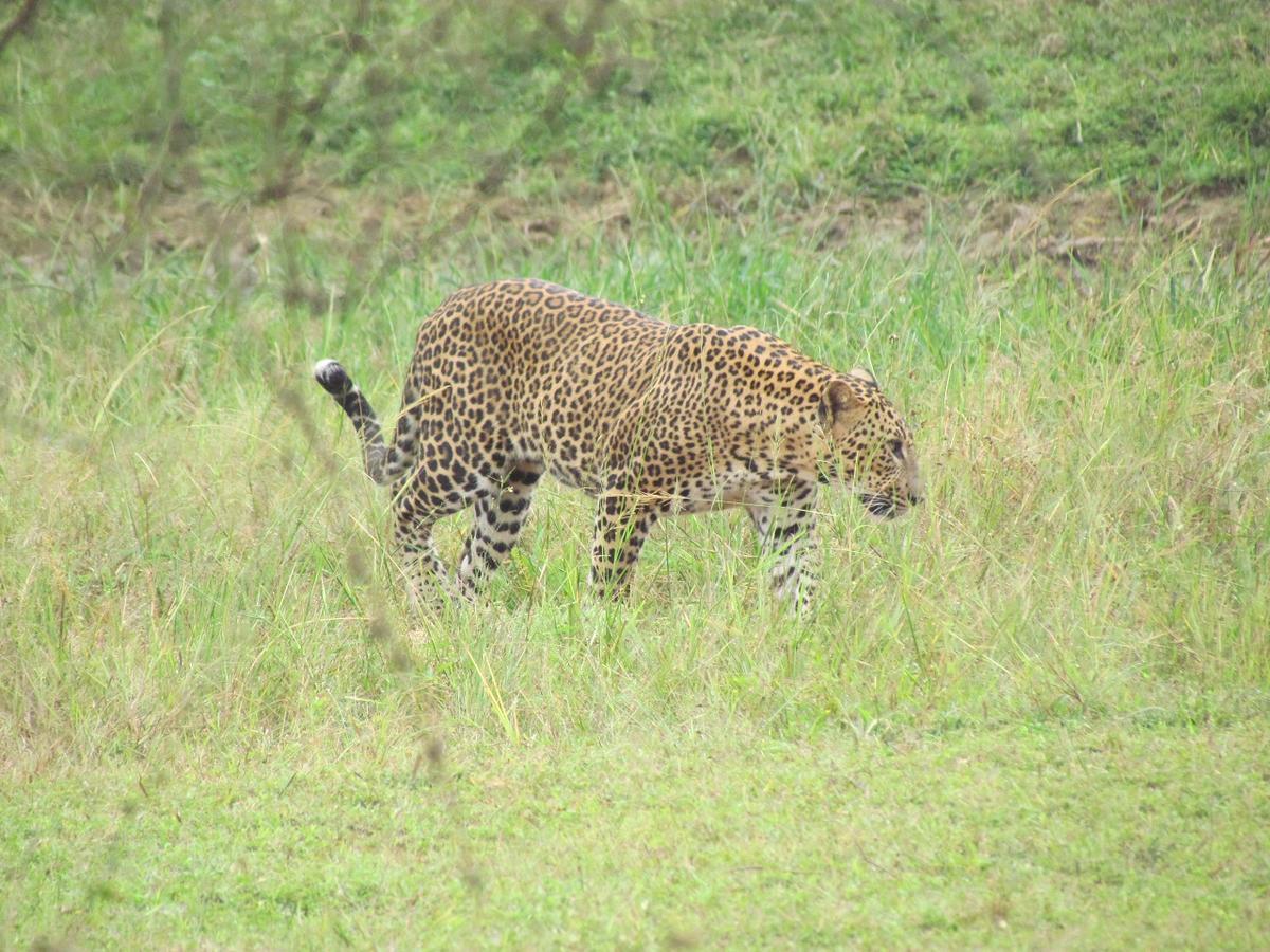 Castle Resort Yala ティッサマハーラーマ エクステリア 写真