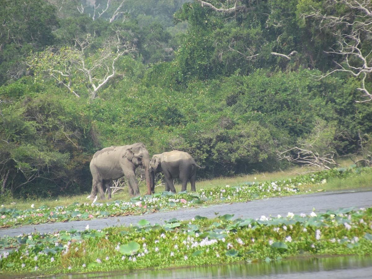 Castle Resort Yala ティッサマハーラーマ エクステリア 写真